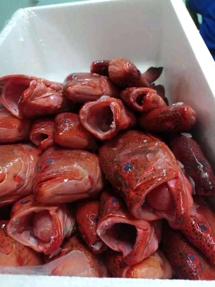 Coq rouge