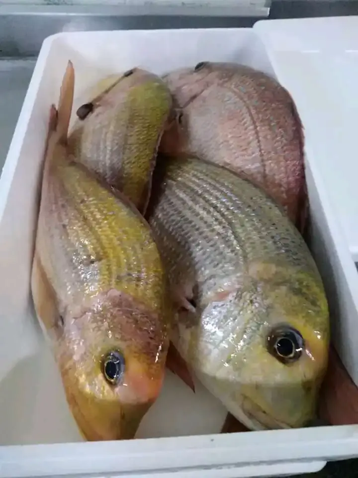 Dorade –300 g