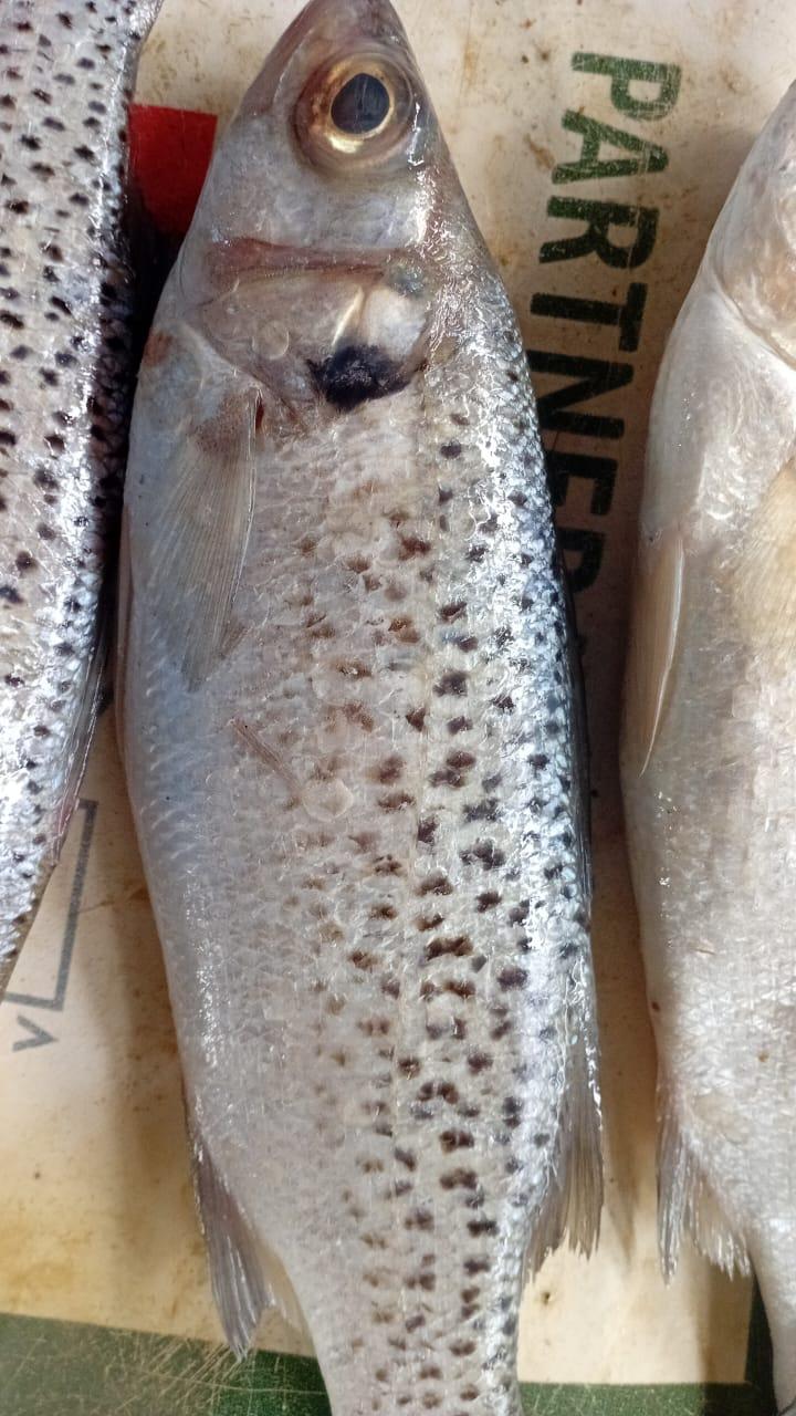 Truite de mer ou Slinka