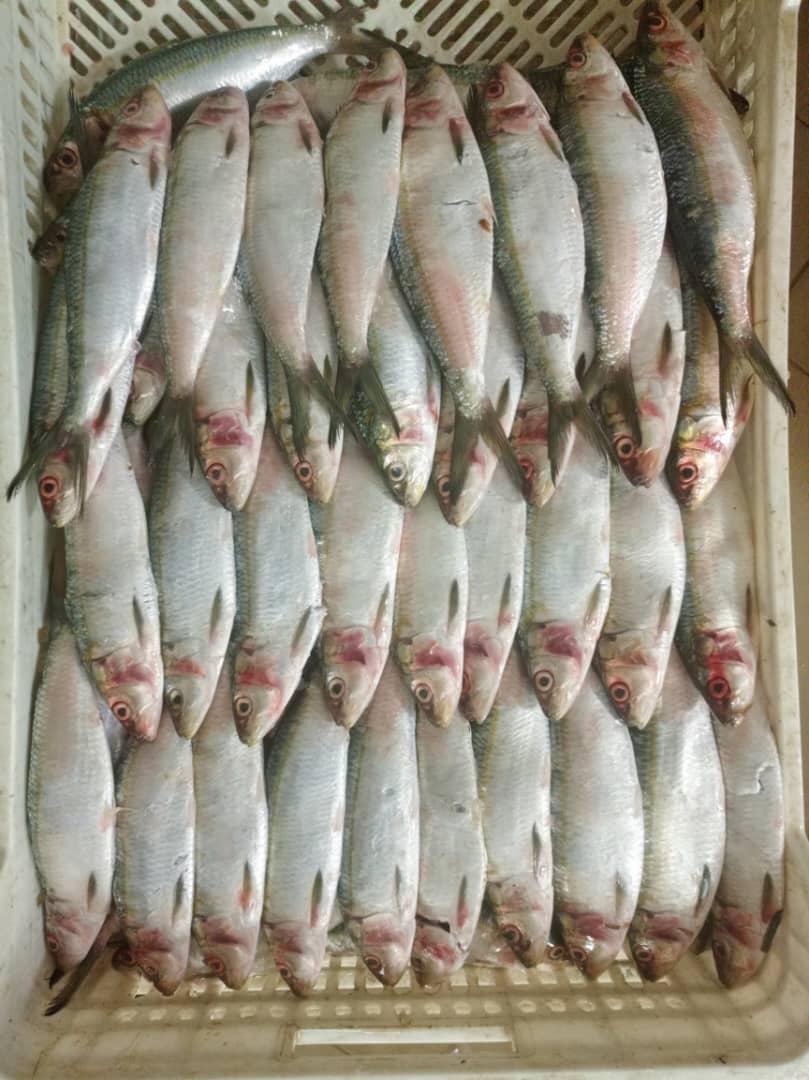 Sardinelle Plate