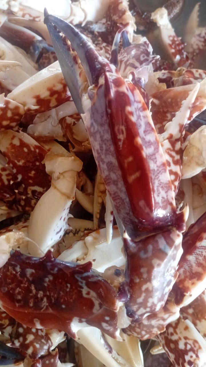 Pince de crabe