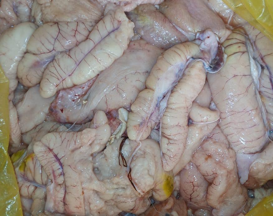 Œuf de poisson