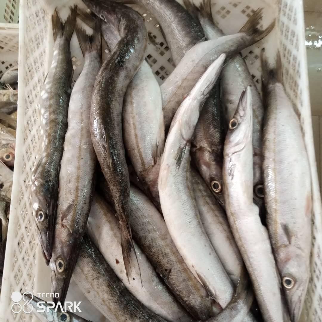 Brochet