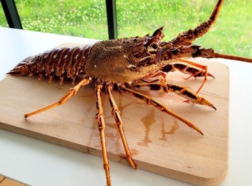 Langouste vivante