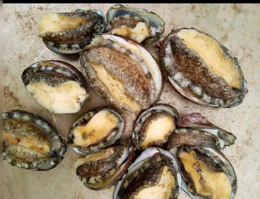 Coquillages