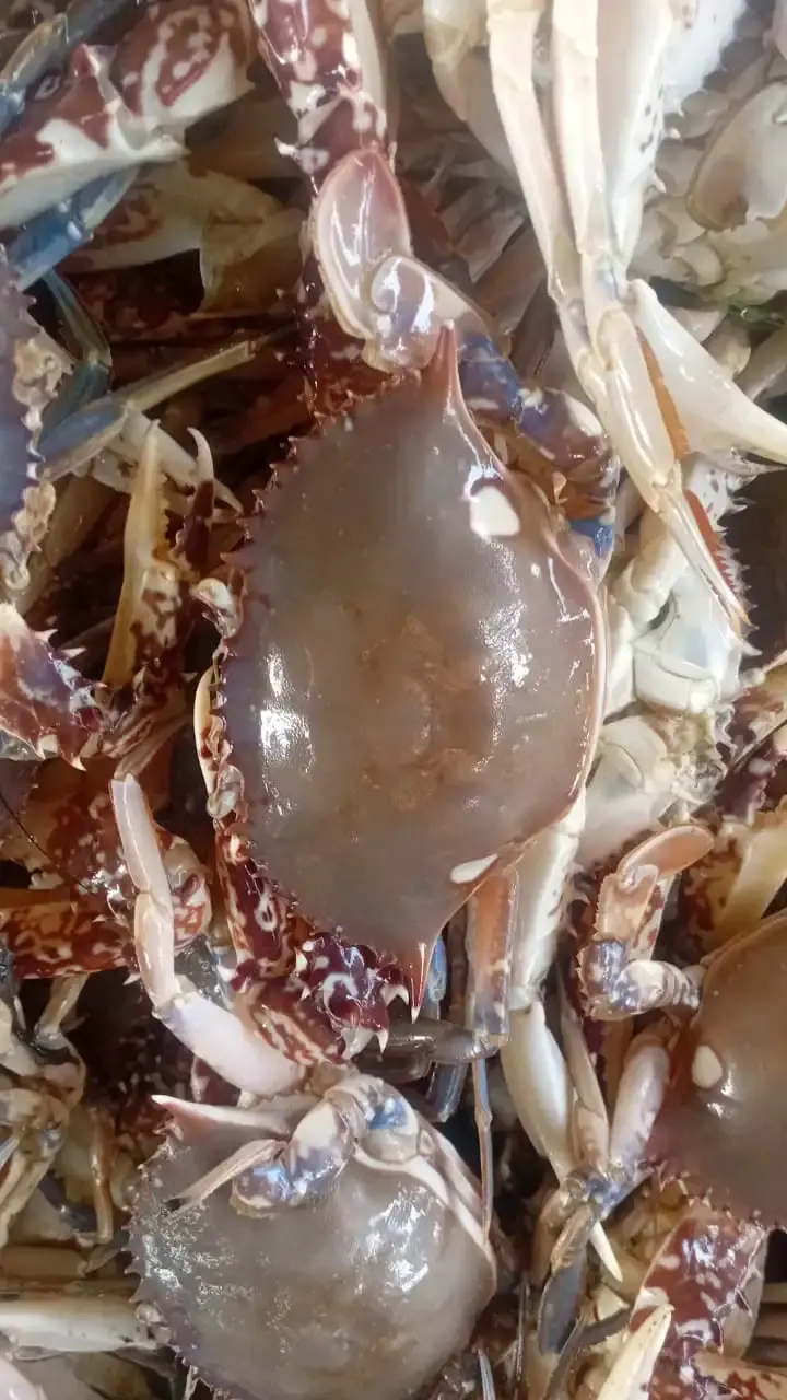 Crabe
