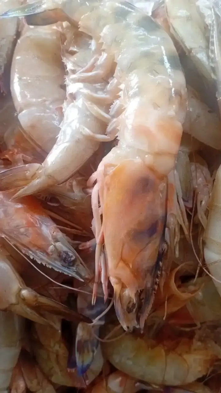 Gambas N4