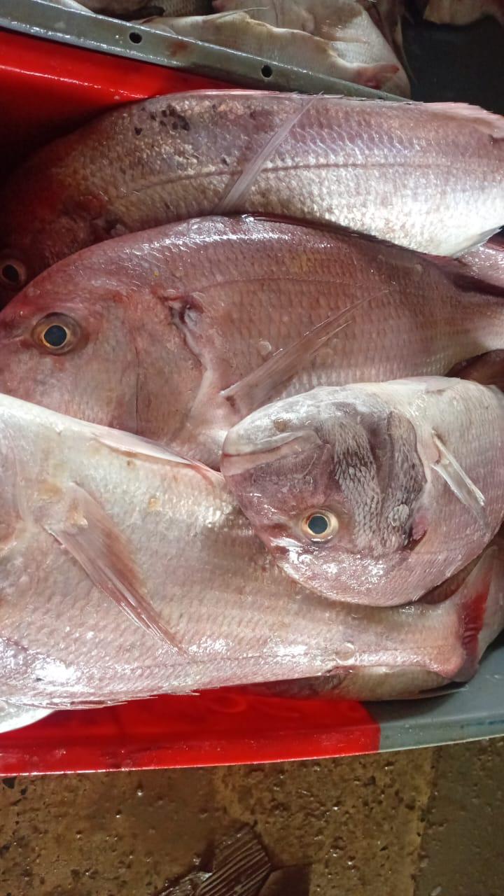 Dorade –300 g
