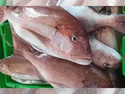 Poissons Frais