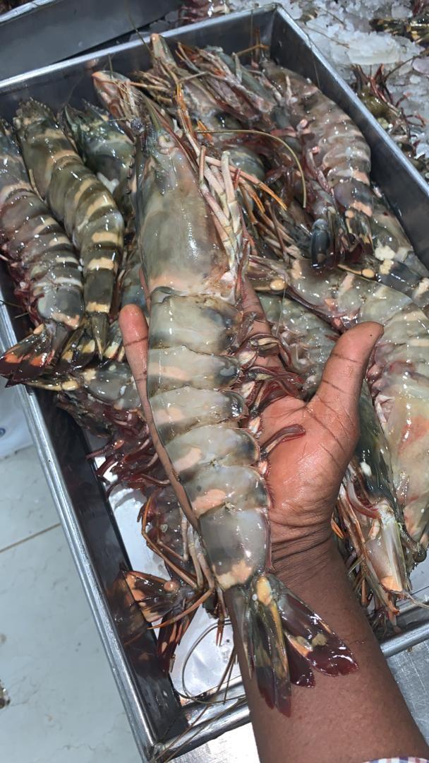 Gambas Cameroun