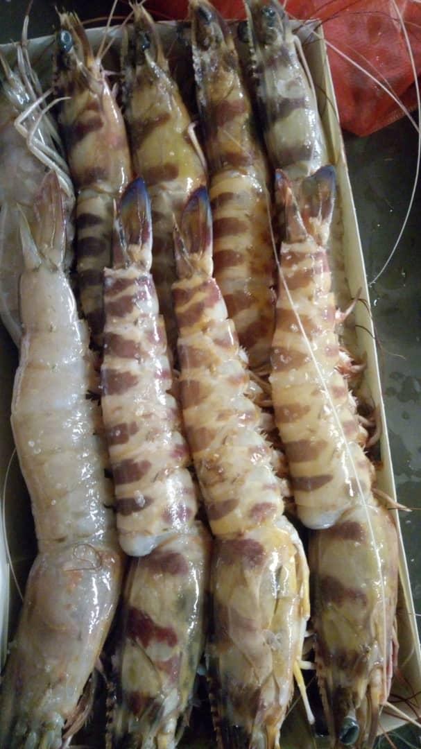 Gambas N1 : 15 – 20 pièces