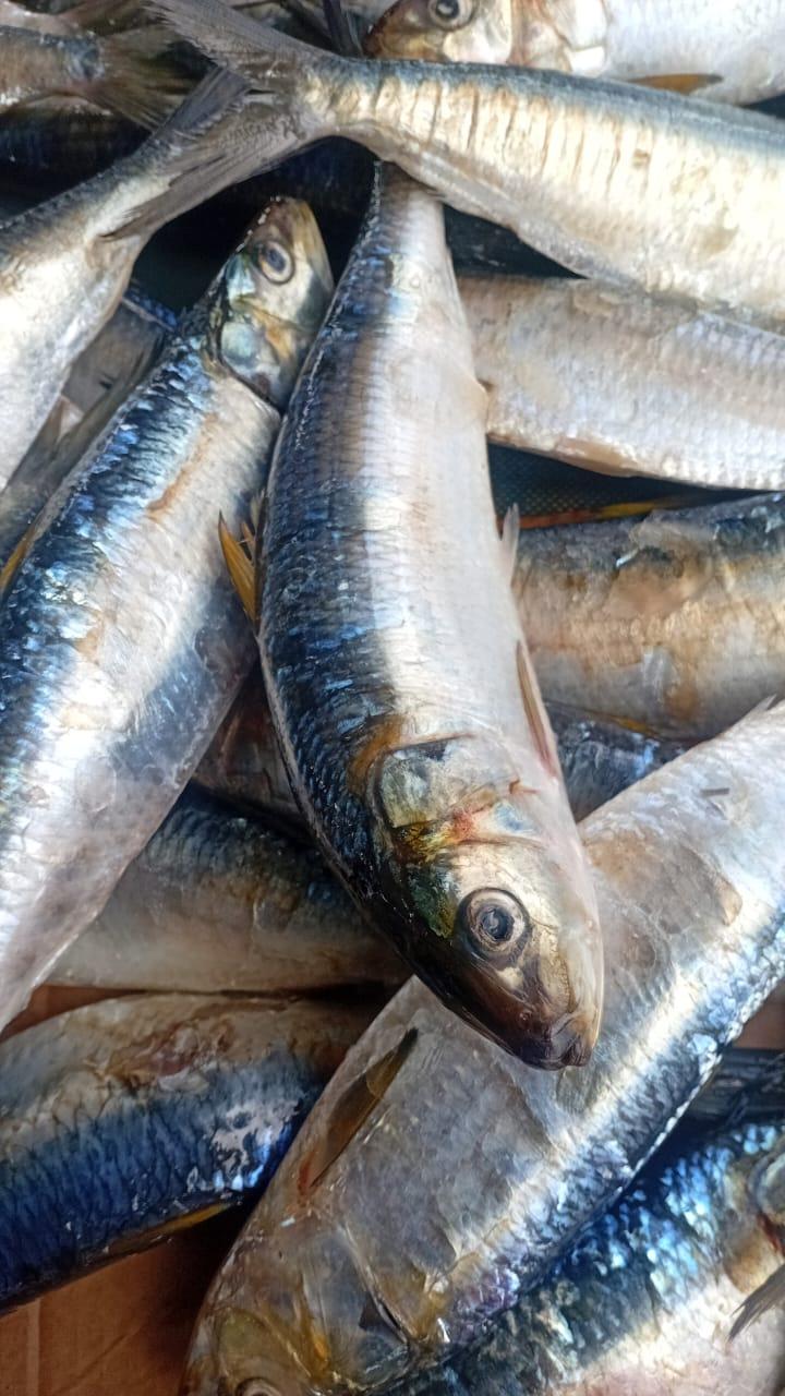 Sardinelle Ronde