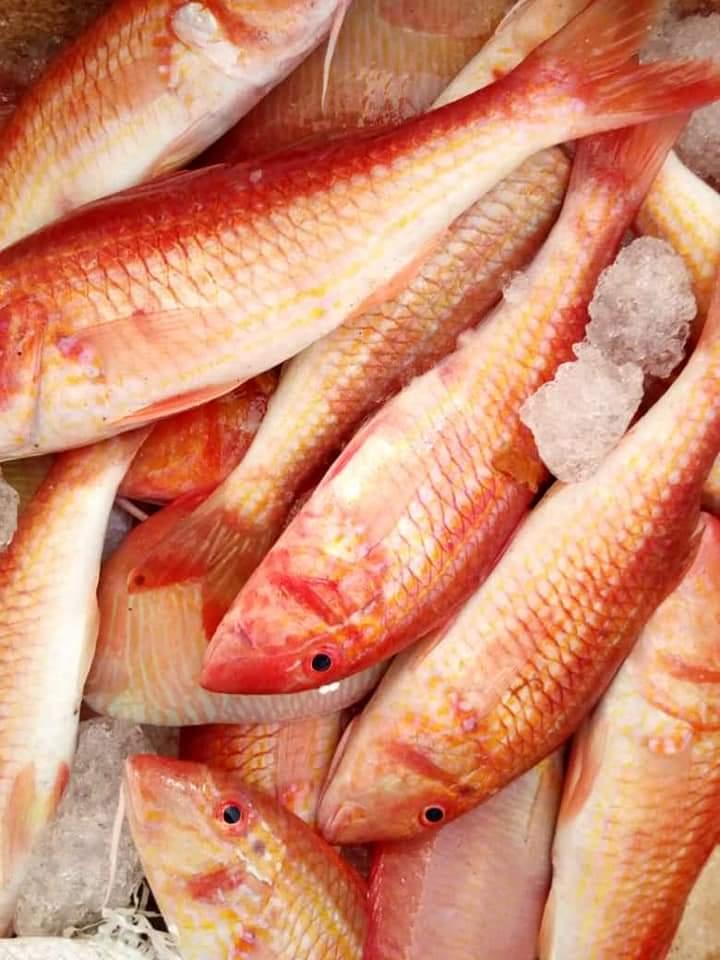 Rouget