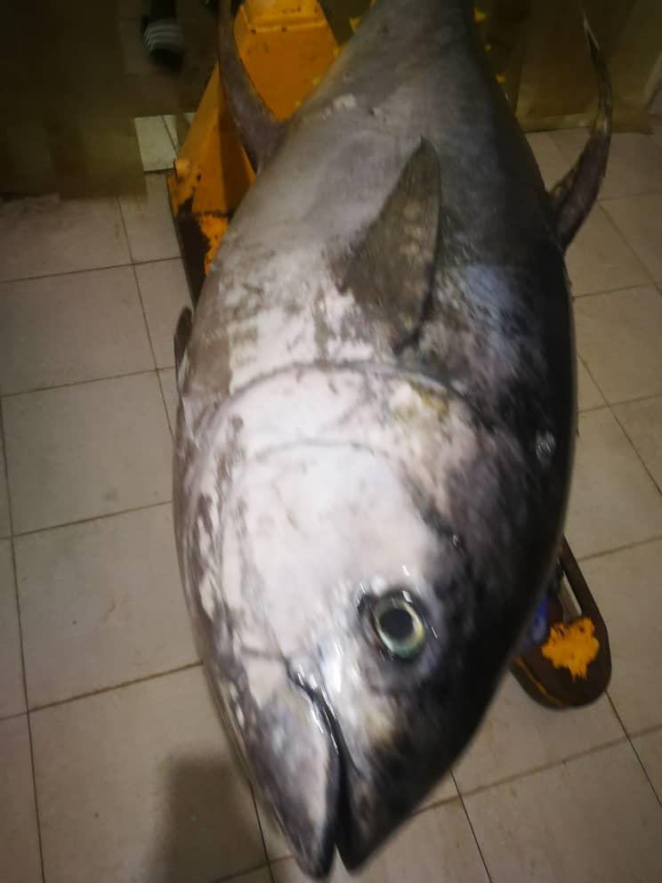 Thon albacore