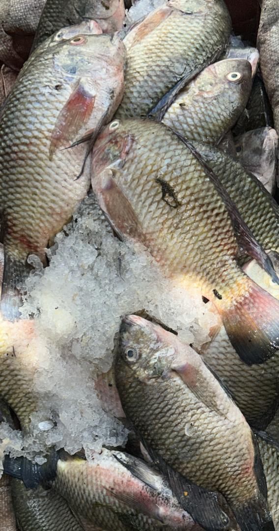 Tilapia MG