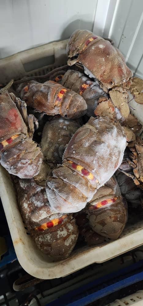 Cigales de mer