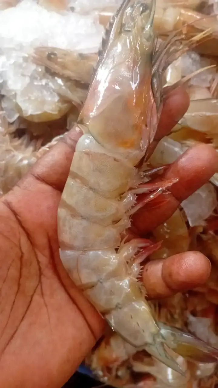 Gambas N3 : 25 – 30 pièces