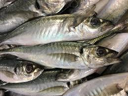 Chinchard